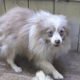 Pomeranians and Pomskies from Robinson Pomski