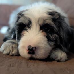 Paisley - Blue merle and white female Sheepadoodle puppy in Seaman, Ohio from Ohio Valley Sheepadoodles