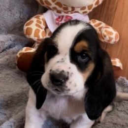 Basset Hound Puppies from Baggy Butt Bassets