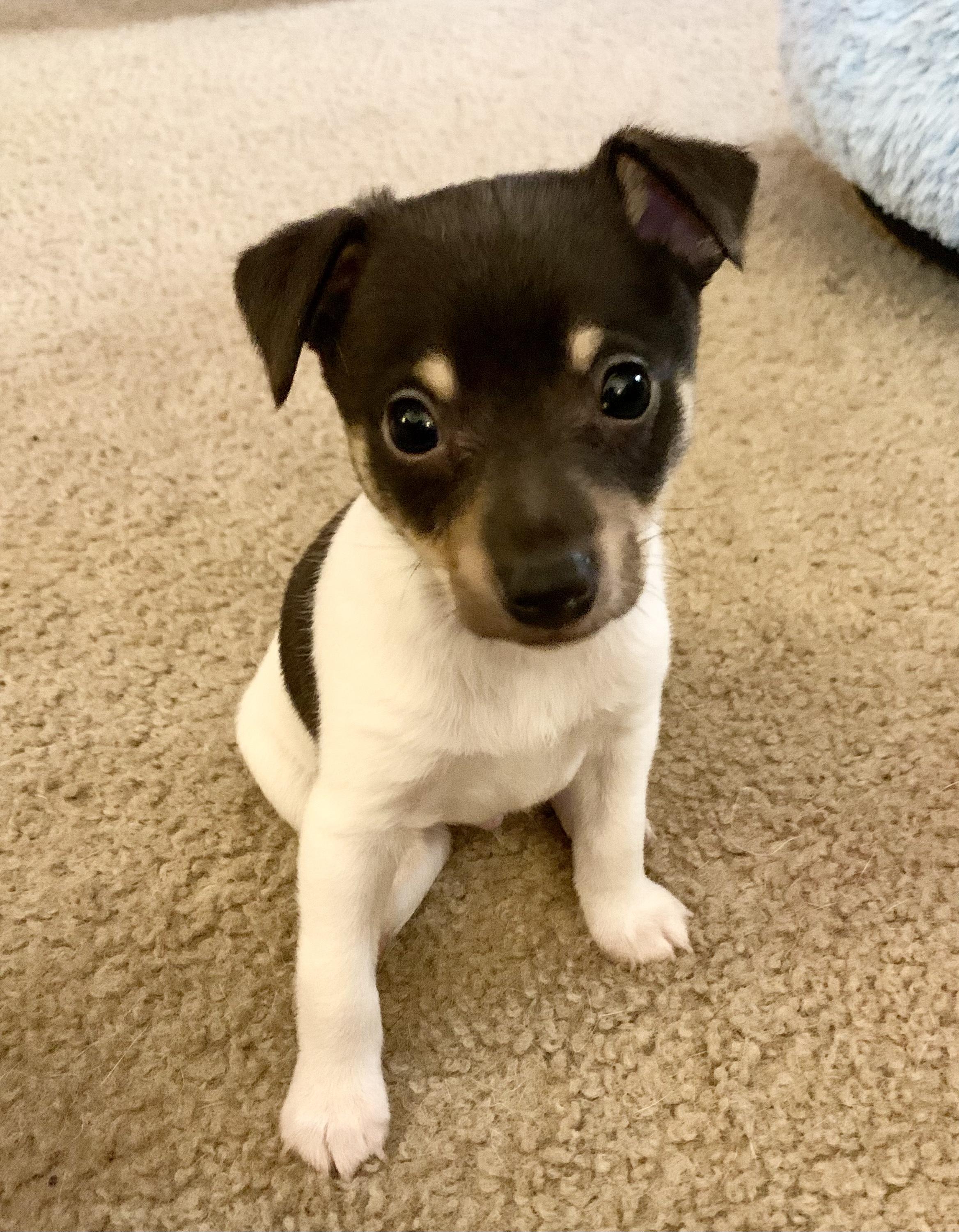 Is my rescued dog a Toy Fox Terrier?, image size:2336x3001