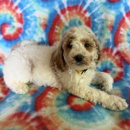 Toffee - Parti male Goldendoodle puppy in Clementon, New Jersey from Gilder's Goldendoodles
