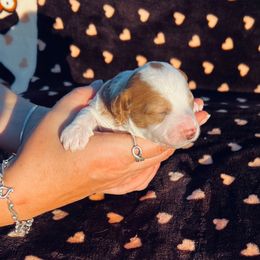 Chase - Blenheim male Cavapoo puppy in Fort Worth, Texas from Creekwood Miniature Cavapoos