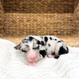 Dolly - Blue merle female Australian Shepherd puppy in Unionville, Iowa from Soap Creek Kennels