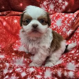 Liver and White Boy 1 - Liver and white male Shih Tzu puppy in Tenino, Washington from Dolled Up Pup