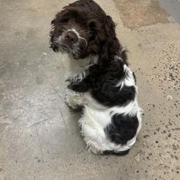 Poe - Cocker Spaniel
