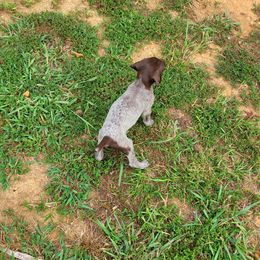 Girl 5 - Liver German Shorthaired Pointer puppy in Troy, North Carolina from Uwharrie GSP