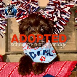 AIXA - Liver female Miniature Schnauzer puppy in Spruce Pine, North Carolina from Schnauzers of Blue Ridge