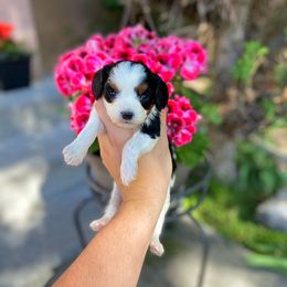 Cavapoo Puppies from SunnySide Mini Doodles