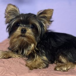 Percy - Yorkshire Terrier
