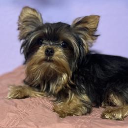 Percy - Yorkshire Terrier
