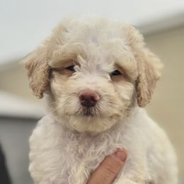 Cash - White male Cavapoo puppy in Ville Platte, Louisiana from The Barkery