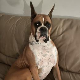 Wilson - Boxer
