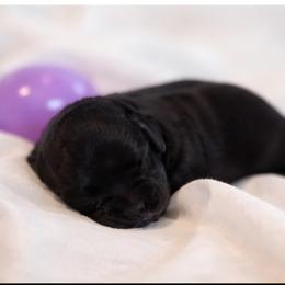 Dot - Parti female Miniature Schnauzer puppy in Bellwood, Nebraska from Schnauzers by the Lake
