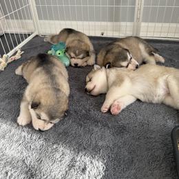 Alaskan Malamute Puppies from Alpenglow Alaskan Malamutes