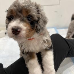 Aussiedoodle, Bernedoodle, Goldendoodle, and Poodle Puppies from Teddy Doodles & Standard Poodles