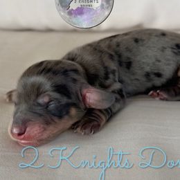 Gwen - Dapple female Dachshund puppy in New Braunfels, Texas from 2 Knights Doxies