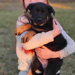 German Shepherd Puppies from Von Thomson Haus