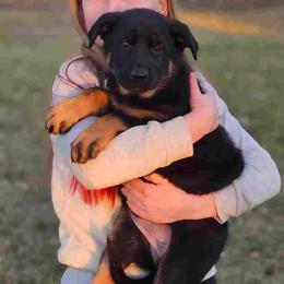 German Shepherd Puppies from Von Thomson Haus