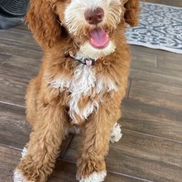 KODA - Australian Labradoodle