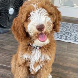KODA - Australian Labradoodle