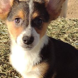 American Corgi and Pembroke Welsh Corgi Puppies from Angelique Brooks