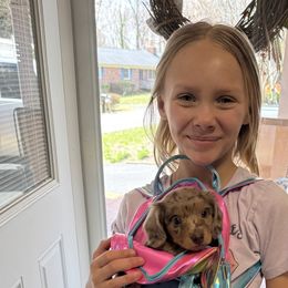 Dachshunds from Josh Cheek