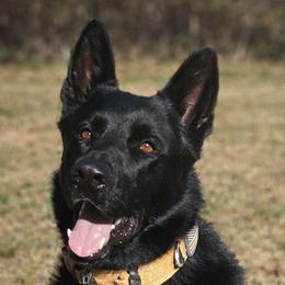Capone - German Shepherd