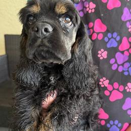 Girl 2 - Black and tan female Cavalier King Charles Spaniel puppy in Ocala Fl, Florida from Encore Cockers