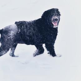 Evidence - Portuguese Water Dog