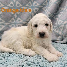 Poodle Puppies from Heather Niemotka