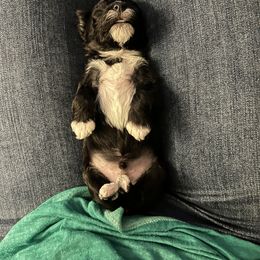 Yorkipoo Puppies from Bayless Yorkiepoos