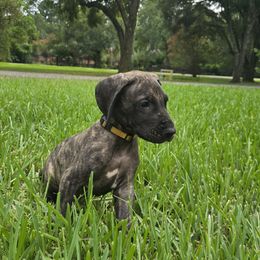 Doberman Pinscher and Great Dane Puppies from Draggin Dobermans & Great Danes