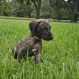 Doberman Pinscher and Great Dane Puppies from Draggin Dobermans & Great Danes
