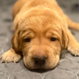 Blue Male - Yellow male Labrador Retriever puppy in Franklin, Virginia from Oak Hollow Retrievers