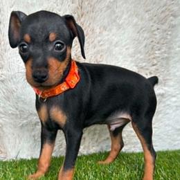 Orange Collar Male - Black and rust male Miniature Pinscher puppy in Wayland, Michigan from Tami DeLeeuw