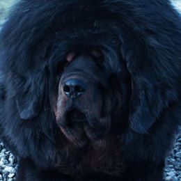German Shepherd and Tibetan Mastiff All Grown Up from Von Reich Haus