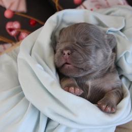 Blue boy - Blue male French Bulldog puppy in Piedmont, Oklahoma from 5A Frenchies