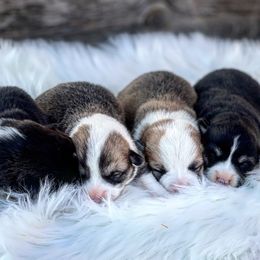 Pembroke Welsh Corgi Puppies from Mendoza Welsh Corgi’s