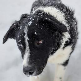Troy - Black and white male Border Collie puppy in Strafford, Vermont from Thundering Paws Farm Working Collies