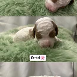 Goldendoodle Puppies from The Doodle House