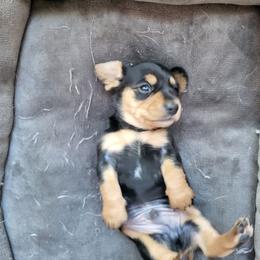 Peter - Black and tan male Dachshund puppy in Geneva, Florida from TGIF Doxies