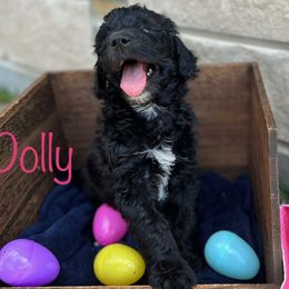 Dolly Madison - Black and white Sheepadoodle puppy in Cleburne, Texas from DoodlesOjoy