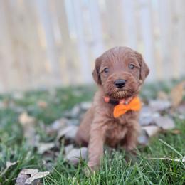 Marvin-Orange - Red  male Goldendoodle puppy in Casper, Wyoming from 307 Doodles