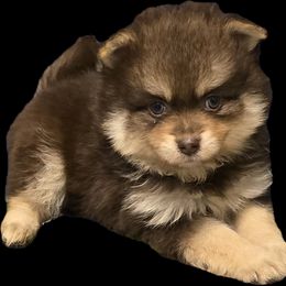 Frappuccino - Chocolate and tan male Pomeranian puppy in Mays Landing, New Jersey from KB Pom Pups
