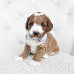 Trakr - Red  male Goldendoodle puppy in Sterling, Illinois from Charley's Goldendoodles