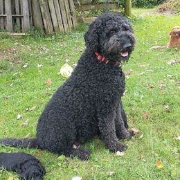 Dahlia - Goldendoodle