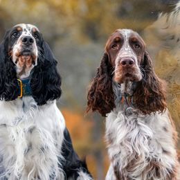 English Springer Spaniels from Spellcraft Springers