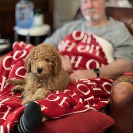 Goldendoodle Puppies from Golden Paws Farm