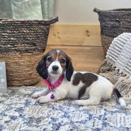 AKC Meet Chloe :) - Piebald female Dachshund puppy in Centerville, Iowa from Barnyard Dachshunds, Dals & Doodles