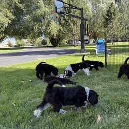 Portuguese Water Dog Puppies from Yellowstone Porties